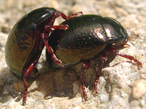 COLEOTTERI NEL FORUM - Chrysomelidae: Gen. Chrysolina